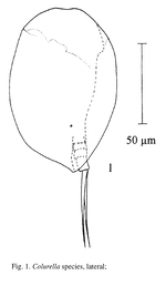 Colurella sanoamuangae