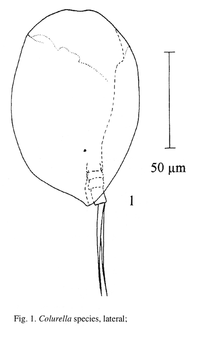 Colurella sanoamuangae