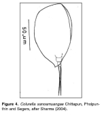 Colurella sanoamuangae
