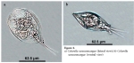 Colurella sanoamuangae