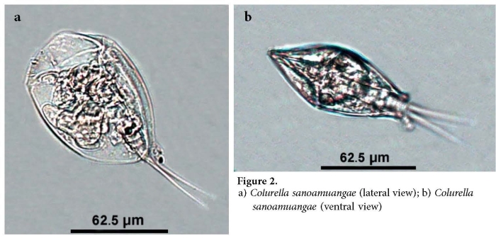 Colurella sanoamuangae