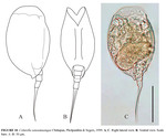 Colurella sanoamuangae