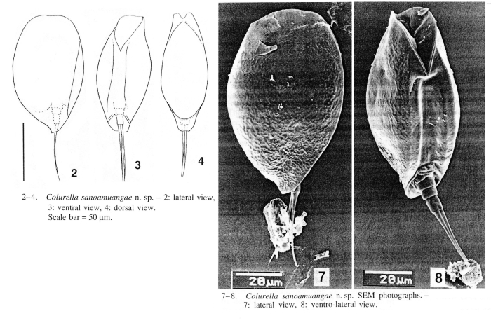 Colurella sanoamuangae - Original description image
