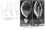 Colurella sanoamuangae