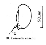 Colurella sinistra