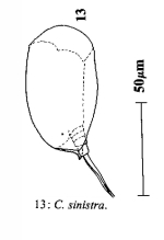 Colurella sinistra