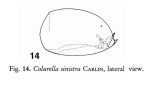 Colurella sinistra