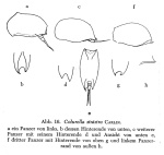 Colurella sinistra