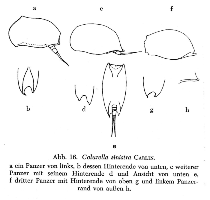 Colurella sinistra