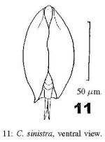 Colurella sinistra