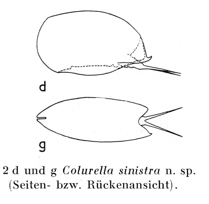 Colurella sinistra - Original description image