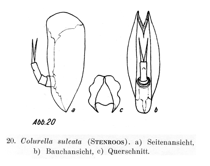 Colurella sulcata