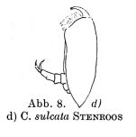 Colurella sulcata