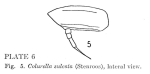 Colurella sulcata
