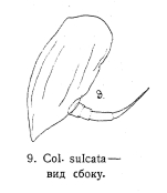 Colurella sulcata