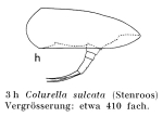 Colurella sulcata