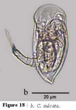 Colurella sulcata