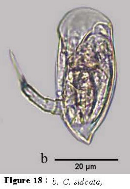 Colurella sulcata