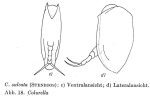 Colurella sulcata