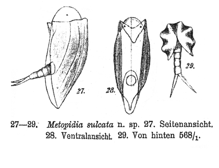 Colurella sulcata - Original description image
