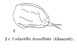 Colurella tesselata