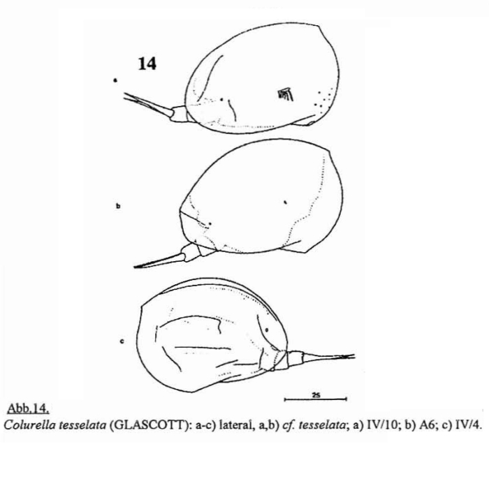 Colurella tesselata