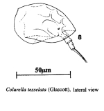 Colurella tesselata
