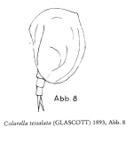 Colurella tesselata