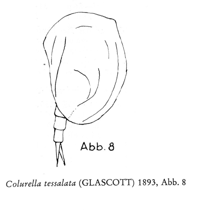 Colurella tesselata