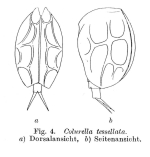Colurella tesselata