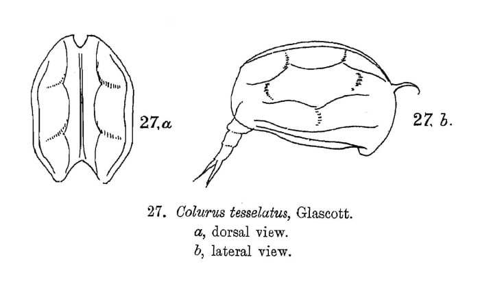Colurella tesselata