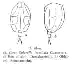 Colurella tesselata