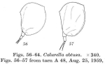 Colurella tesselata