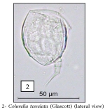 Colurella tesselata