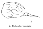 Colurella tesselata