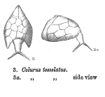 Colurella tesselata - Original description image