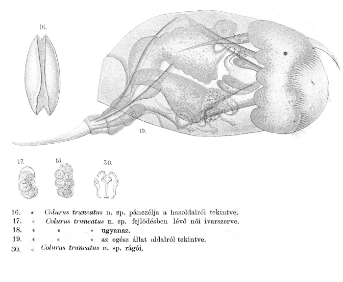 Colurella truncata - Original description image