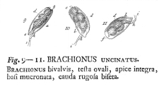 Colurella uncinata