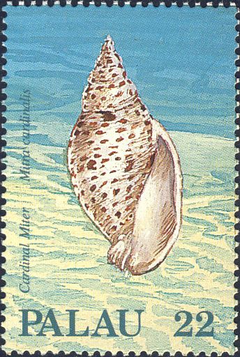 Mitra cardinalis Mitra cardinalis