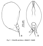 Colurella uncinata
