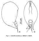 Colurella uncinata