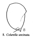 Colurella uncinata
