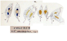 Colurella uncinata
