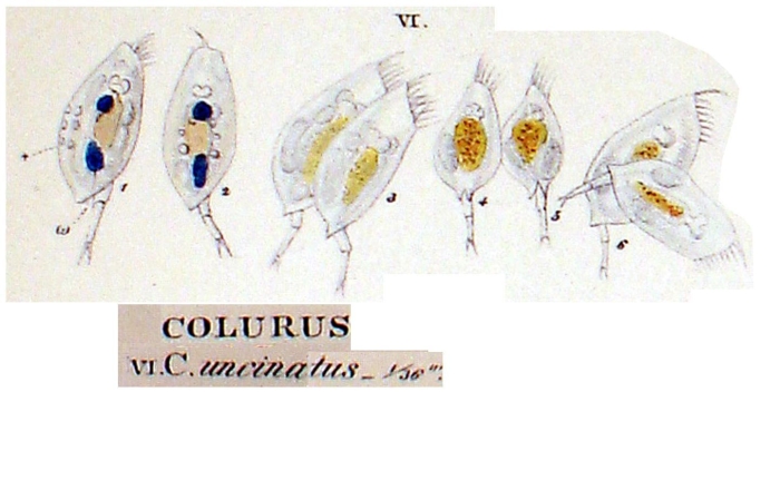 Colurella uncinata Colurella uncinata