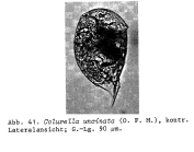 Colurella uncinata