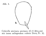 Colurella uncinata