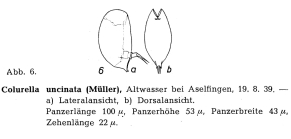 Colurella uncinata