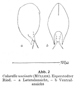 Colurella uncinata