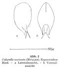 Colurella uncinata