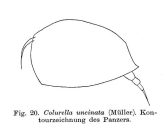 Colurella uncinata